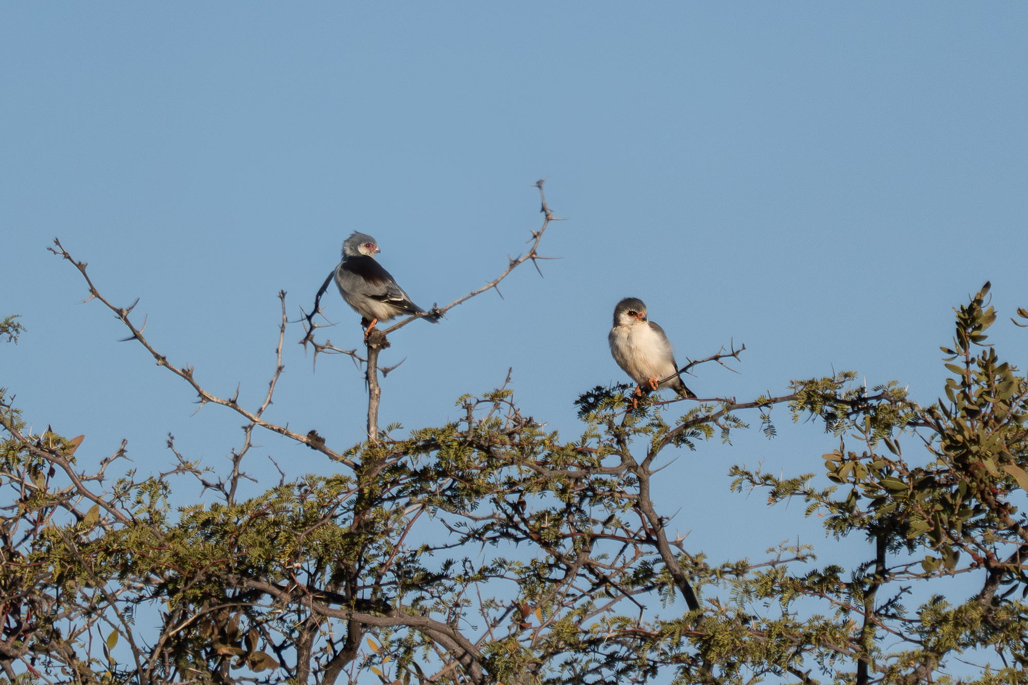 Nazwa:  Polihierax semitorquatus - Sokolik czerwonooki - 20250629_161305_2000.jpg
Wyświetleń: 17
Rozmiar:  1,23 MB