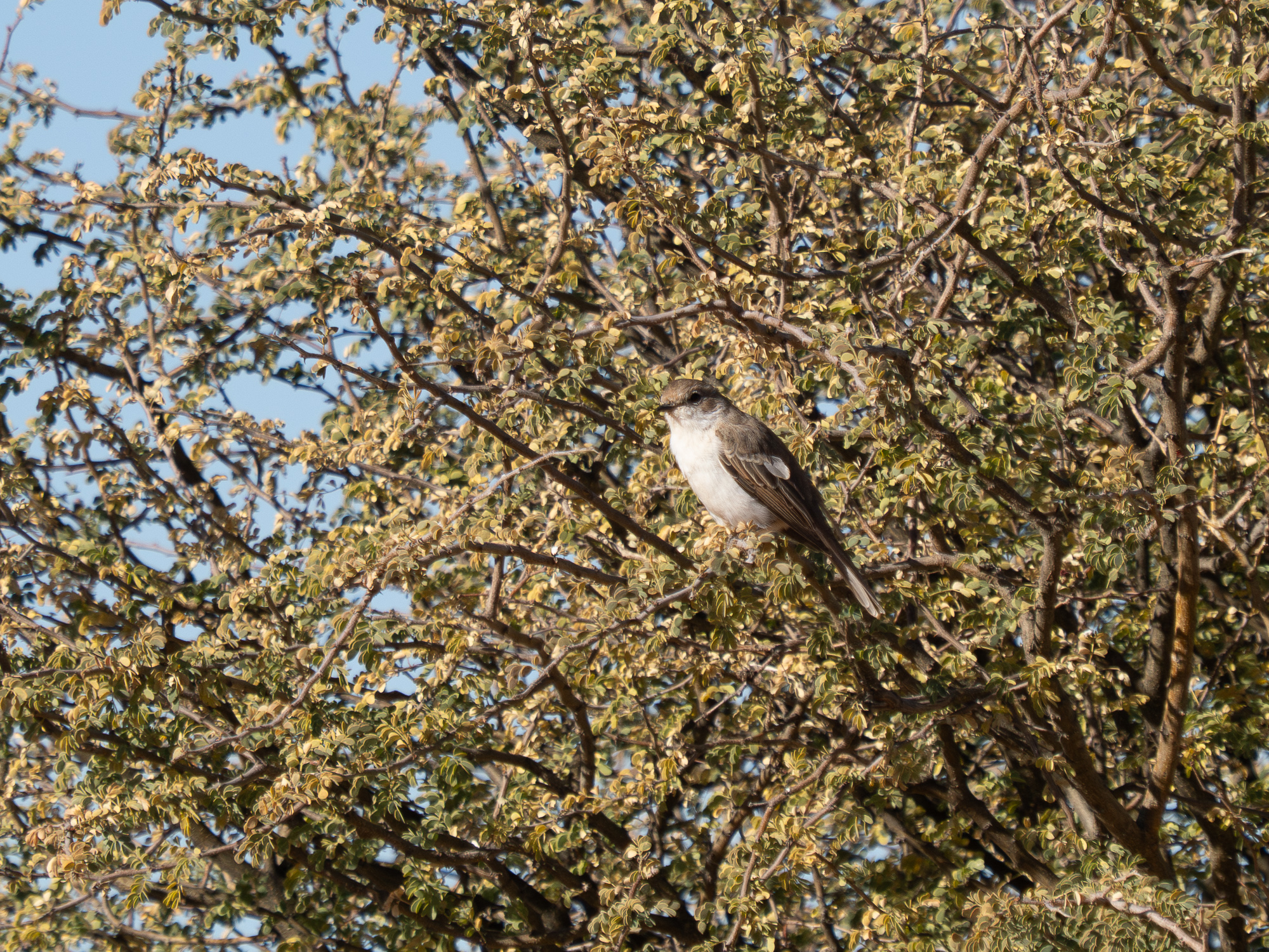 Nazwa:  Bradornis mariquensis - 20250628_145213_2000.jpg
Wyświetleń: 17
Rozmiar:  2,27 MB