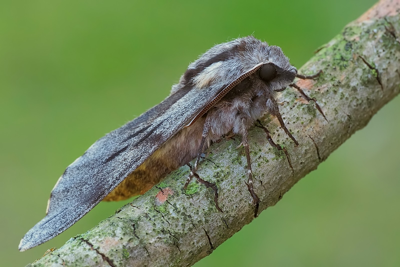 Nazwa:  zawisak borowiec164381mf.jpg
Wyświetleń: 53
Rozmiar:  364,7 KB