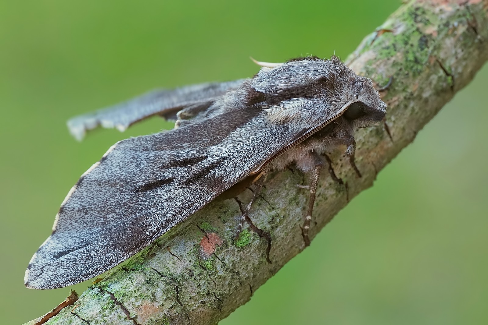 Nazwa:  zawisak borowiec164385mf.jpg
Wyświetleń: 53
Rozmiar:  374,4 KB