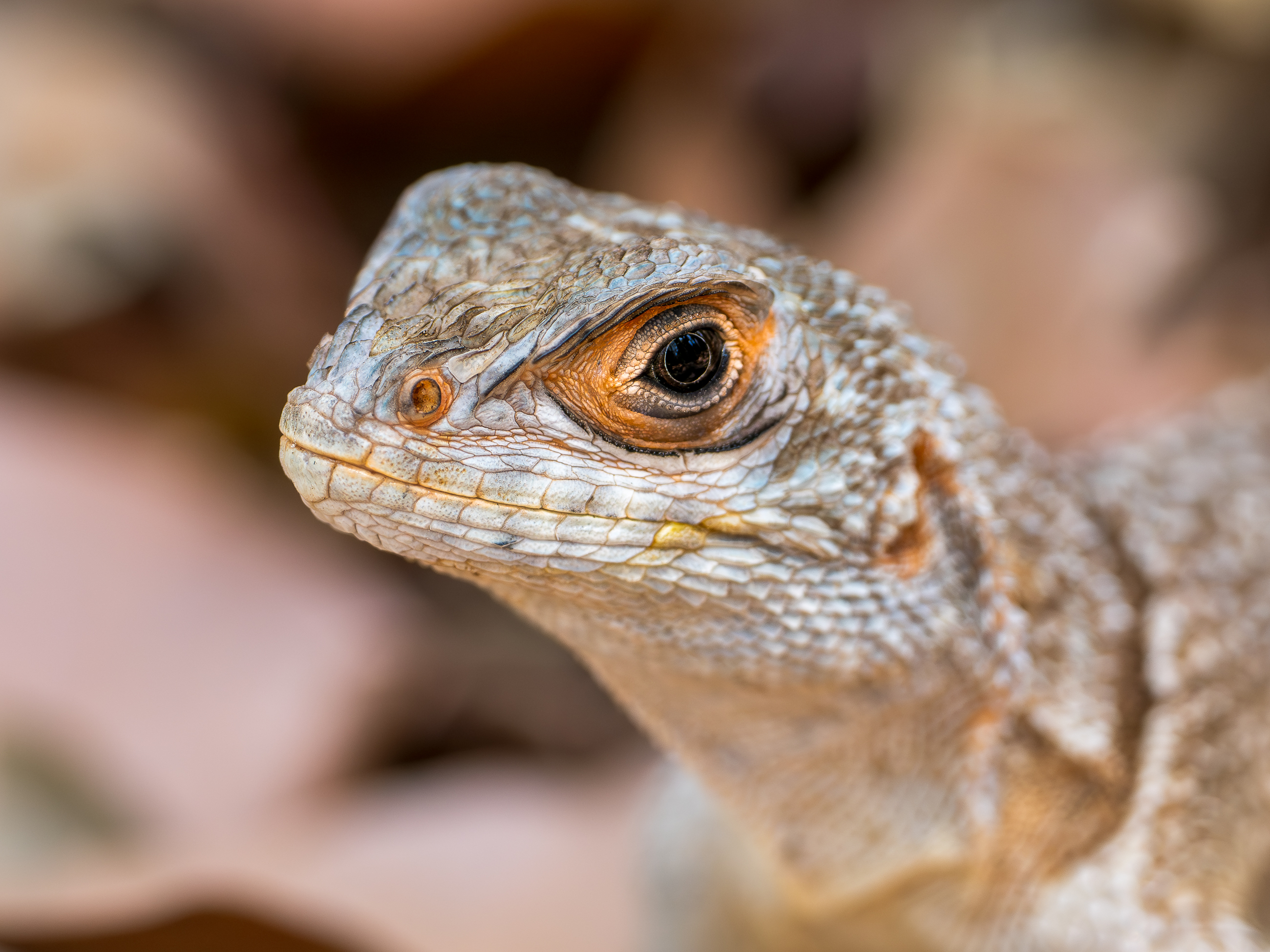 Nazwa:  PB080990.jpg
Wyświetleń: 113
Rozmiar:  2,50 MB