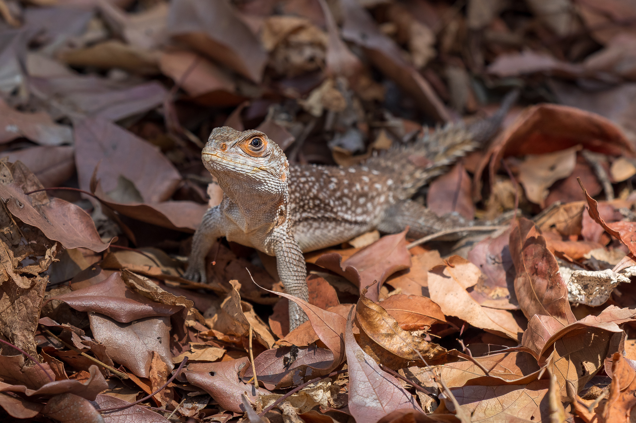 Nazwa:  PB060644.jpg
Wyświetleń: 115
Rozmiar:  3,40 MB