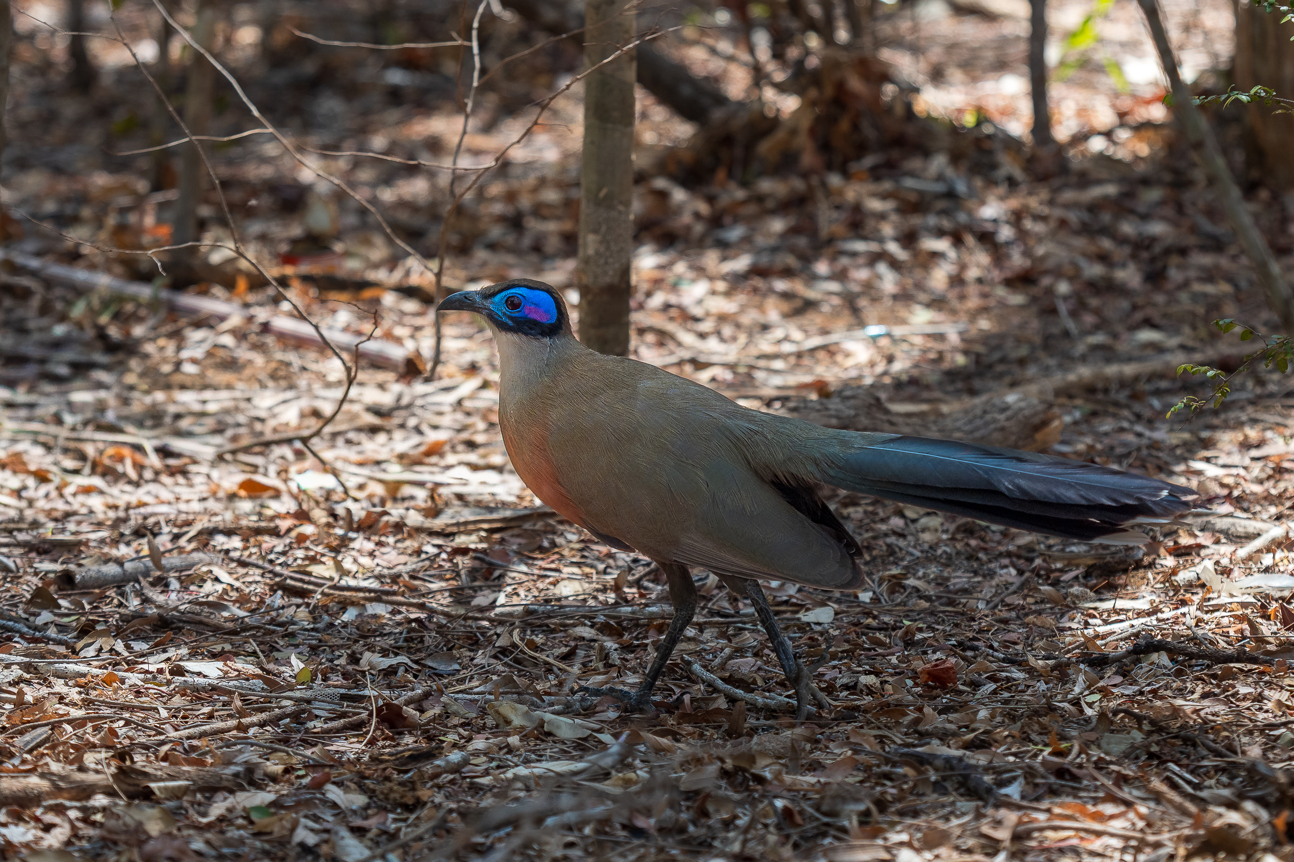 Nazwa:  PB060616.jpg
Wyświetleń: 116
Rozmiar:  3,66 MB