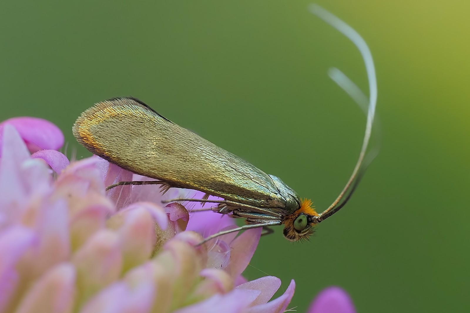 Nazwa:  wąsateczka lśniaczek201896,902mf.jpg
Wyświetleń: 45
Rozmiar:  184,9 KB