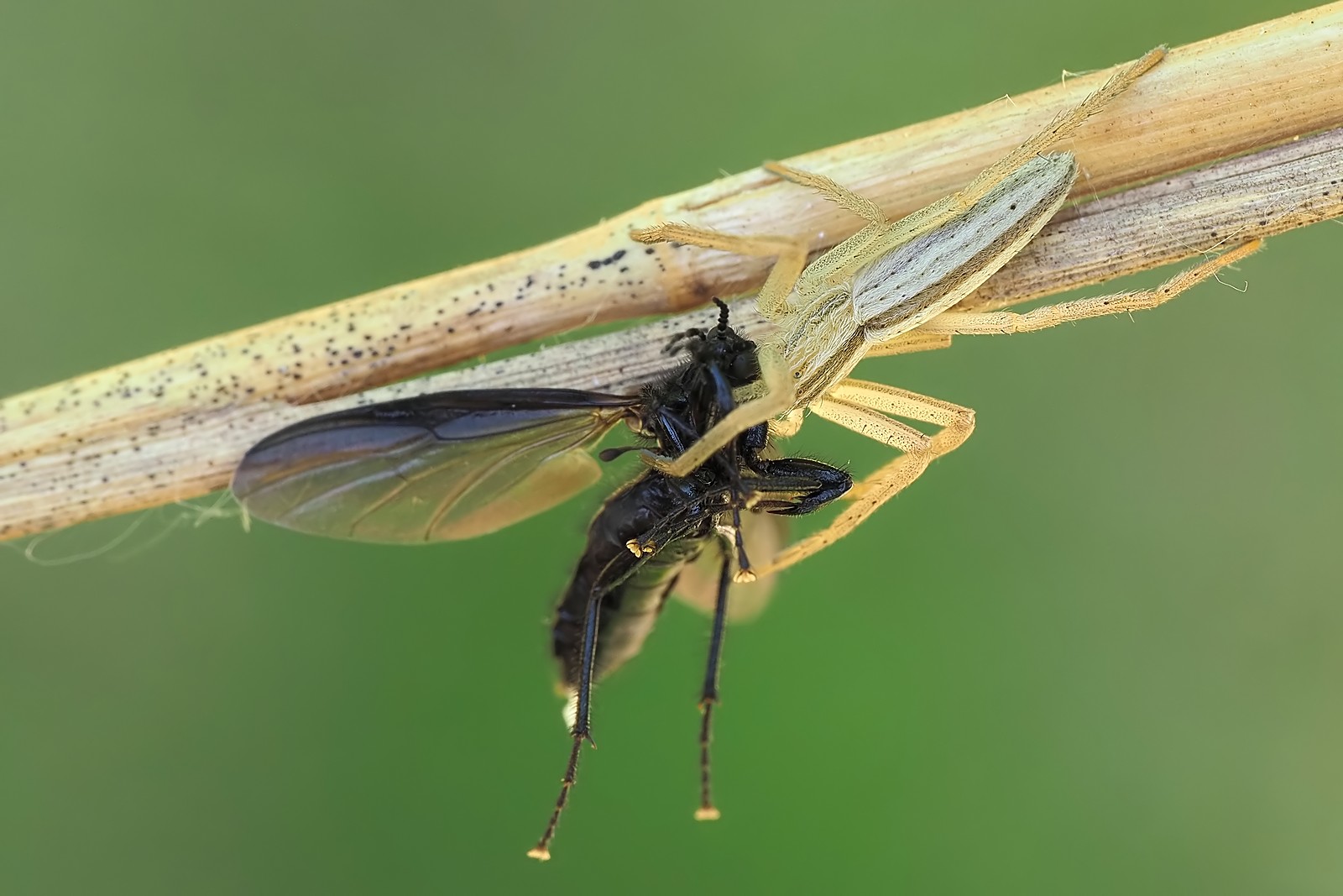 Nazwa:  podłużnik164787mf.jpg
Wyświetleń: 40
Rozmiar:  203,4 KB