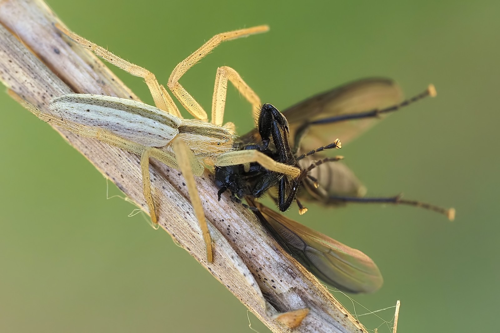 Nazwa:  podłużnik164768mf.jpg
Wyświetleń: 39
Rozmiar:  269,9 KB