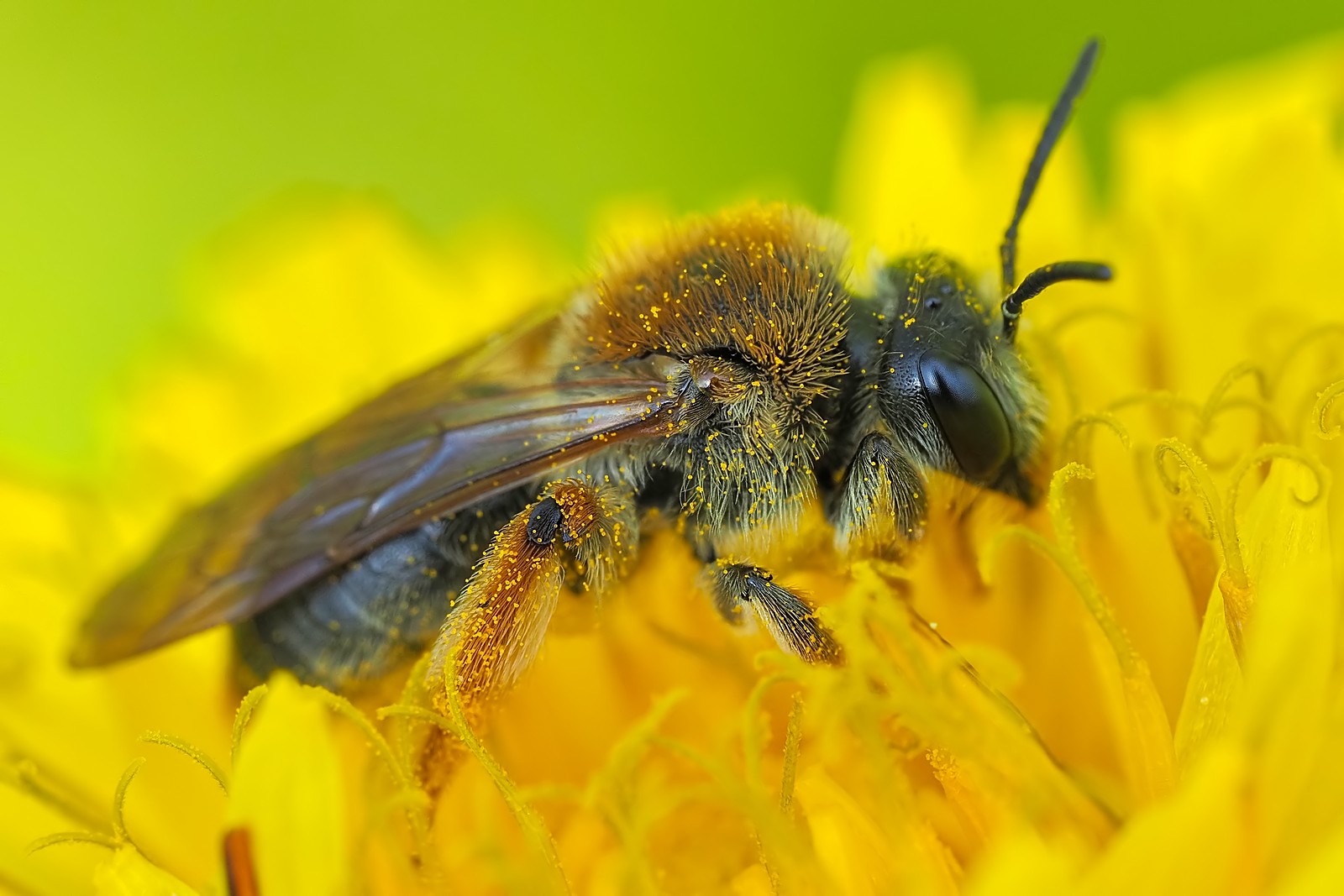 Nazwa:  pszczółka162278mf.jpg
Wyświetleń: 28
Rozmiar:  223,7 KB