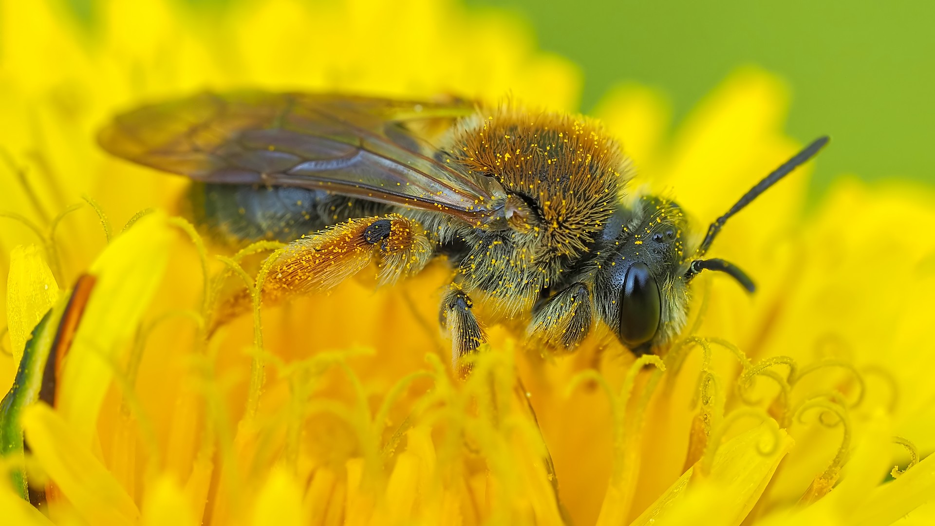 Nazwa:  pszczółka162435mf.jpg
Wyświetleń: 26
Rozmiar:  283,7 KB