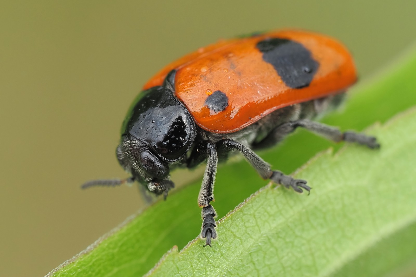 Nazwa:  moszenica wierzbówka177292mf.jpg
Wyświetleń: 16
Rozmiar:  204,2 KB