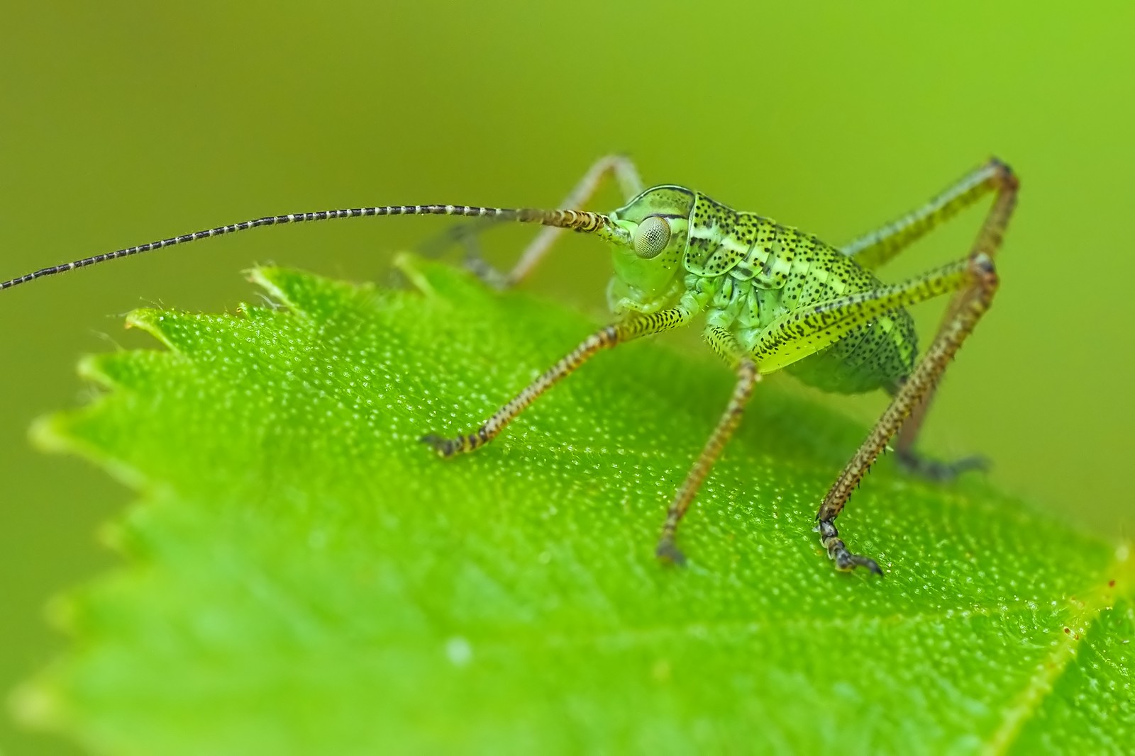 Nazwa:  pasikonik161321mf.jpg
Wyświetleń: 70
Rozmiar:  202,8 KB