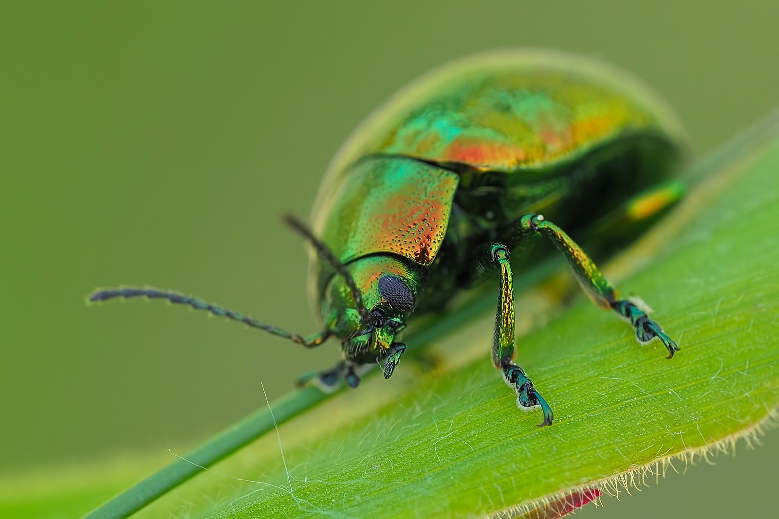 Nazwa:  złotka165180mf.jpg
Wyświetleń: 67
Rozmiar:  208,1 KB