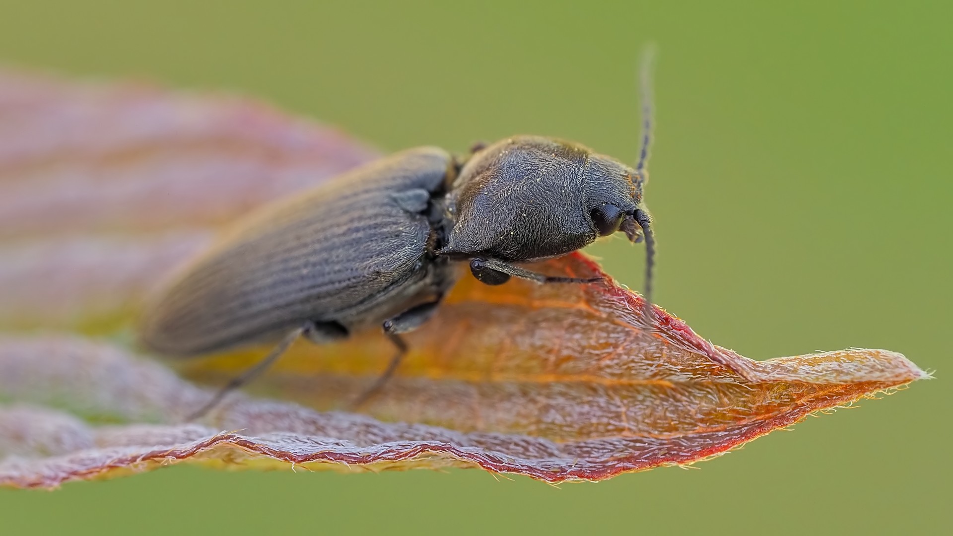 Nazwa:  sprężyk155446mf.jpg
Wyświetleń: 58
Rozmiar:  239,6 KB