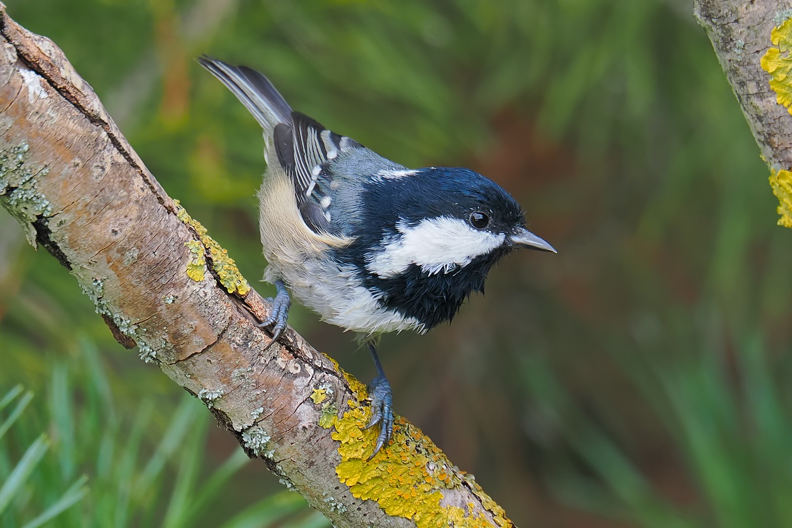 Nazwa:  sosnówka320652jf.jpg
Wyświetleń: 111
Rozmiar:  334,0 KB