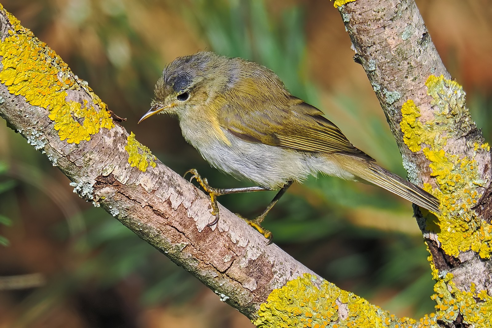 Nazwa:  piecuszek322495jf.jpg
Wyświetleń: 103
Rozmiar:  560,8 KB