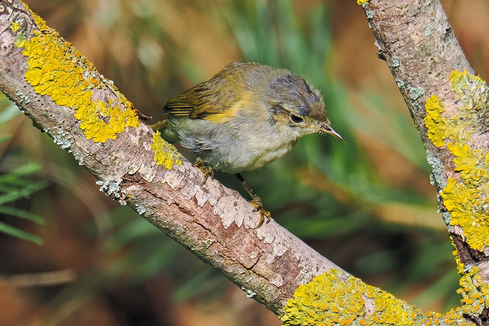 Nazwa:  piecuszek322505j1f.jpg
Wyświetleń: 100
Rozmiar:  522,1 KB