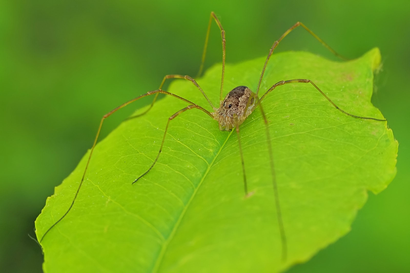 Nazwa:  kosarz165570mf.jpg
Wyświetleń: 55
Rozmiar:  142,4 KB