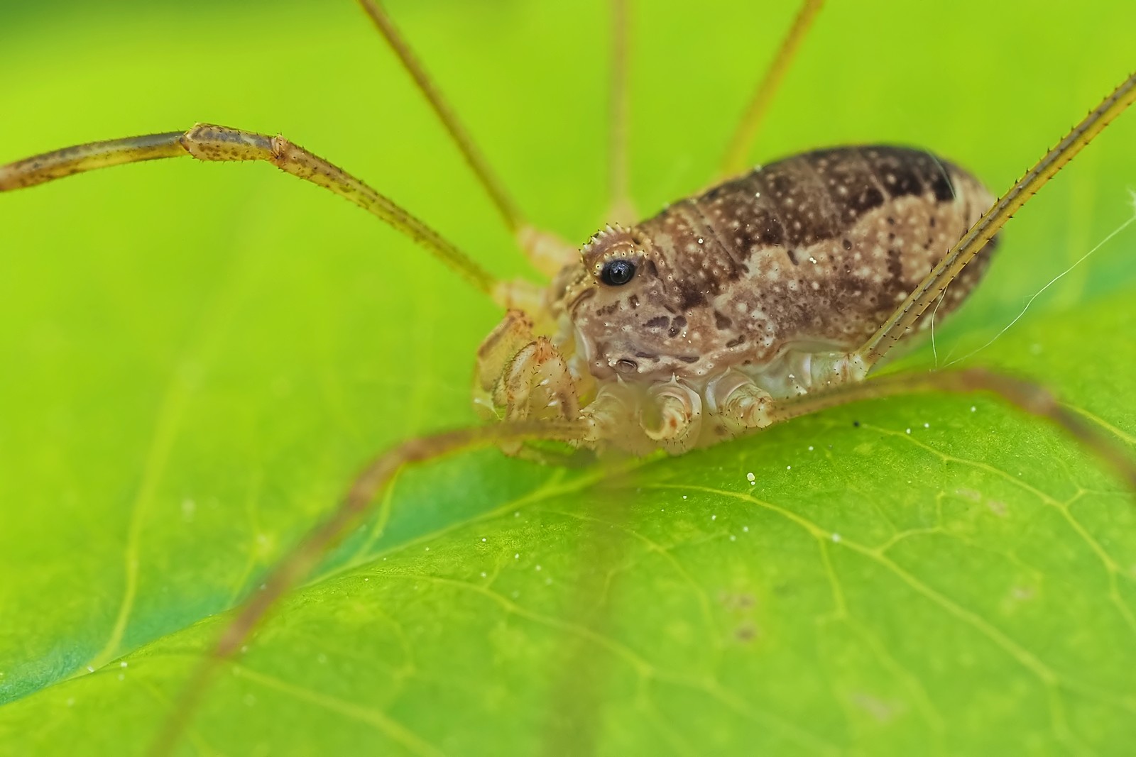 Nazwa:  kosarz165675mf.jpg
Wyświetleń: 55
Rozmiar:  183,8 KB