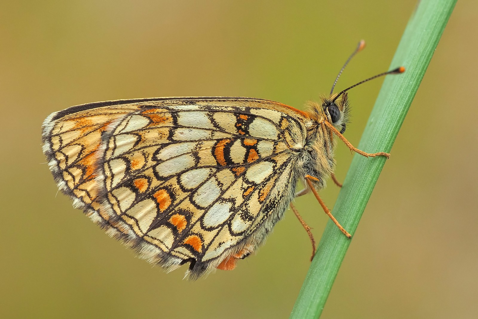 Nazwa:  przeplatka atalia194909mf.jpg
Wyświetleń: 53
Rozmiar:  364,9 KB