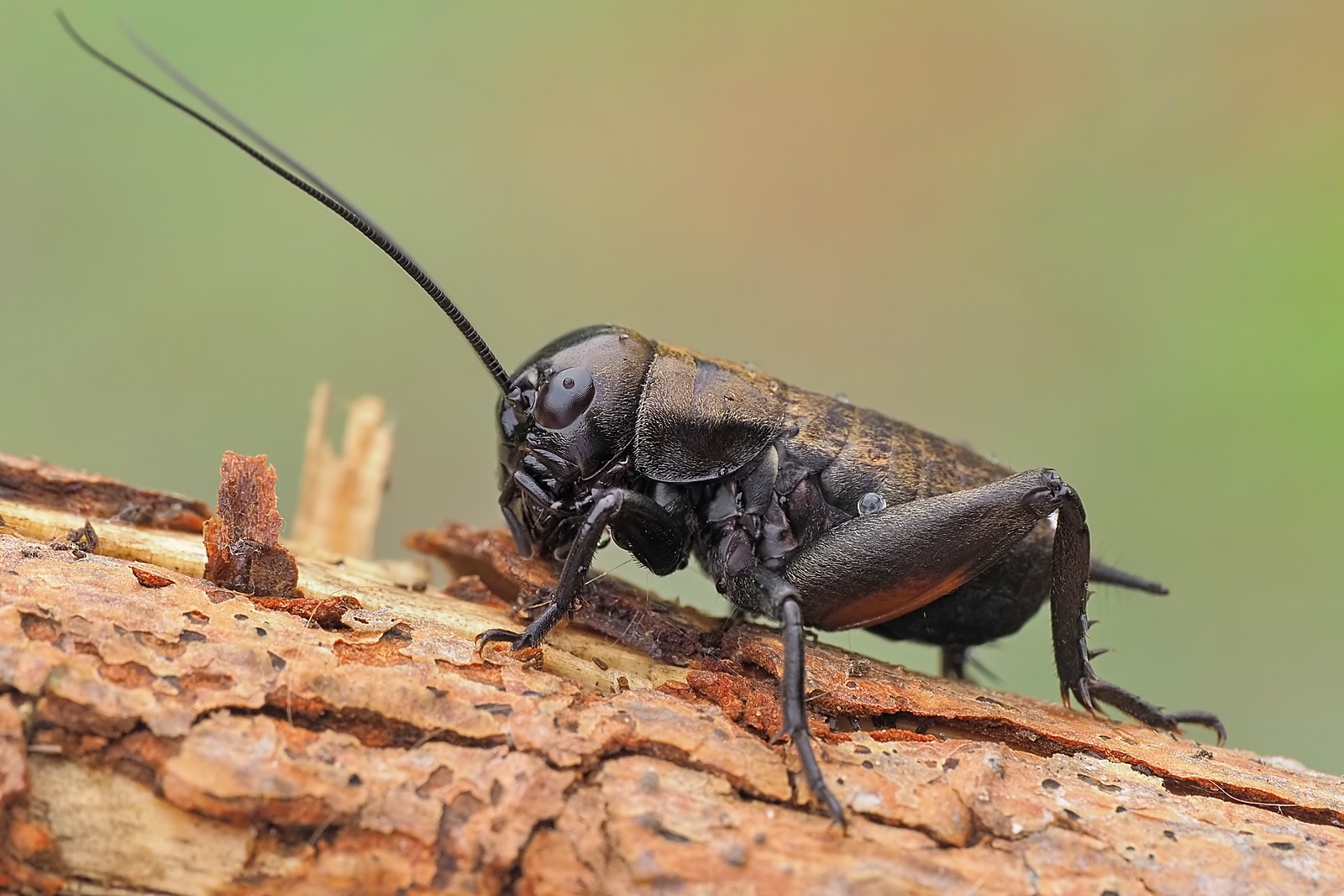 Nazwa:  świerszcz208116mf.jpg
Wyświetleń: 46
Rozmiar:  284,5 KB