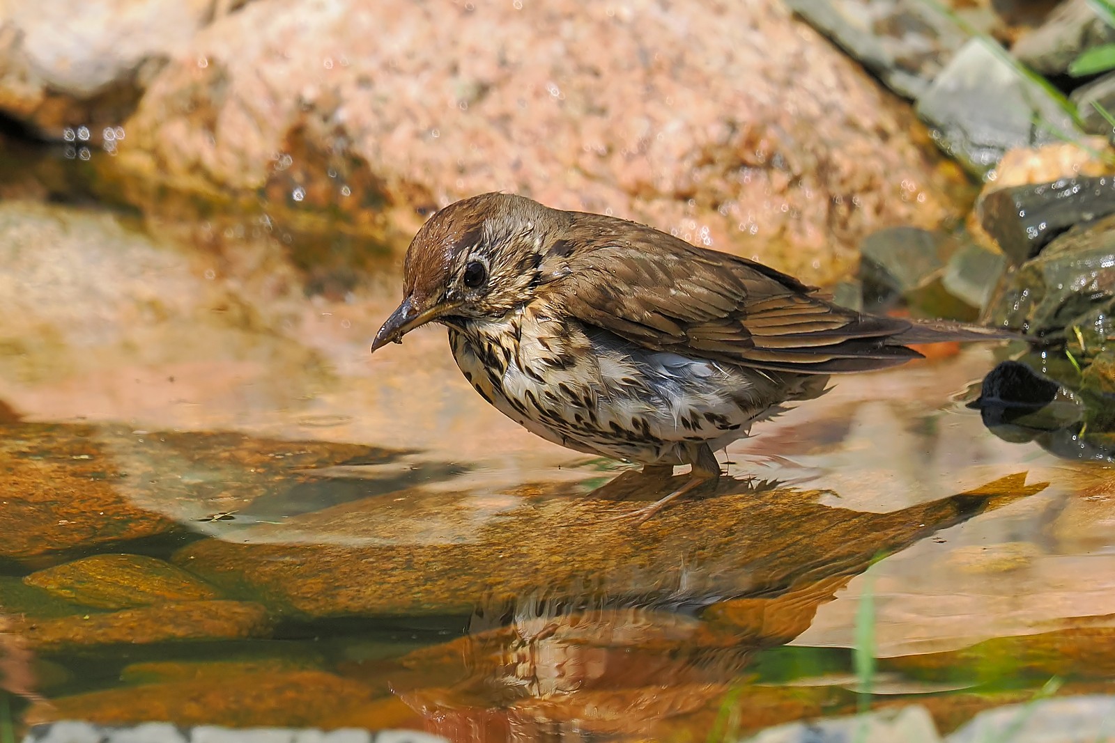 Nazwa:  drozd śpiewak237300jf.jpg
Wyświetleń: 79
Rozmiar:  365,2 KB