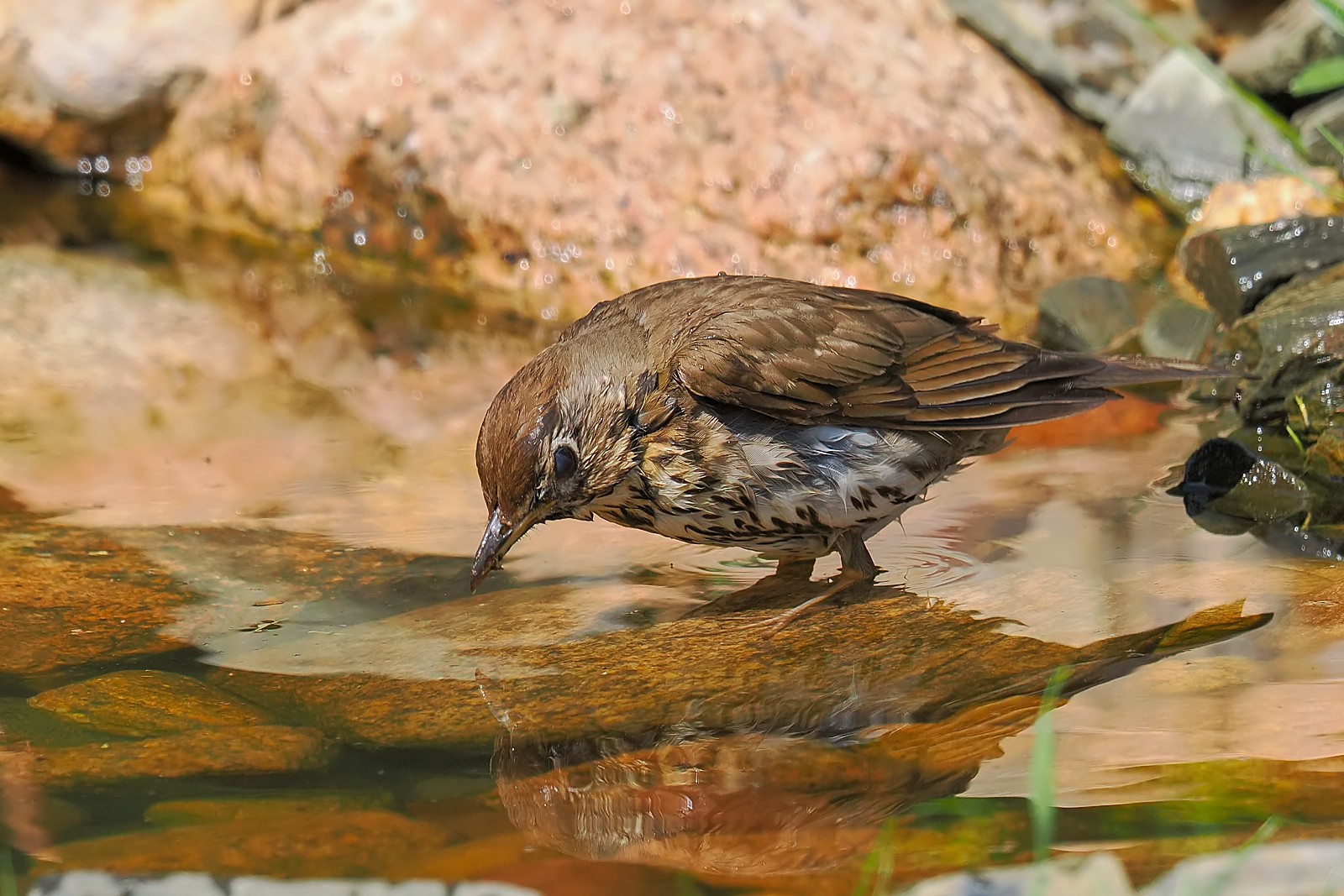 Nazwa:  drozd śpiewak237301jf.jpg
Wyświetleń: 79
Rozmiar:  371,8 KB