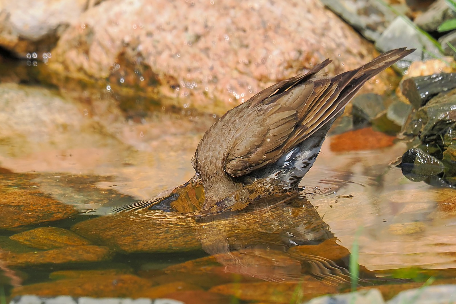 Nazwa:  drozd śpiewak237302jf.jpg
Wyświetleń: 79
Rozmiar:  371,1 KB