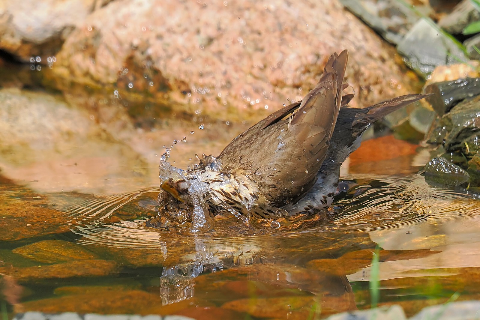 Nazwa:  drozd śpiewak237304jf.jpg
Wyświetleń: 79
Rozmiar:  406,0 KB