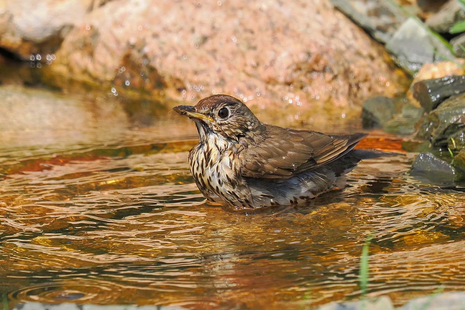 Nazwa:  drozd śpiewak237305jf.jpg
Wyświetleń: 78
Rozmiar:  444,0 KB
