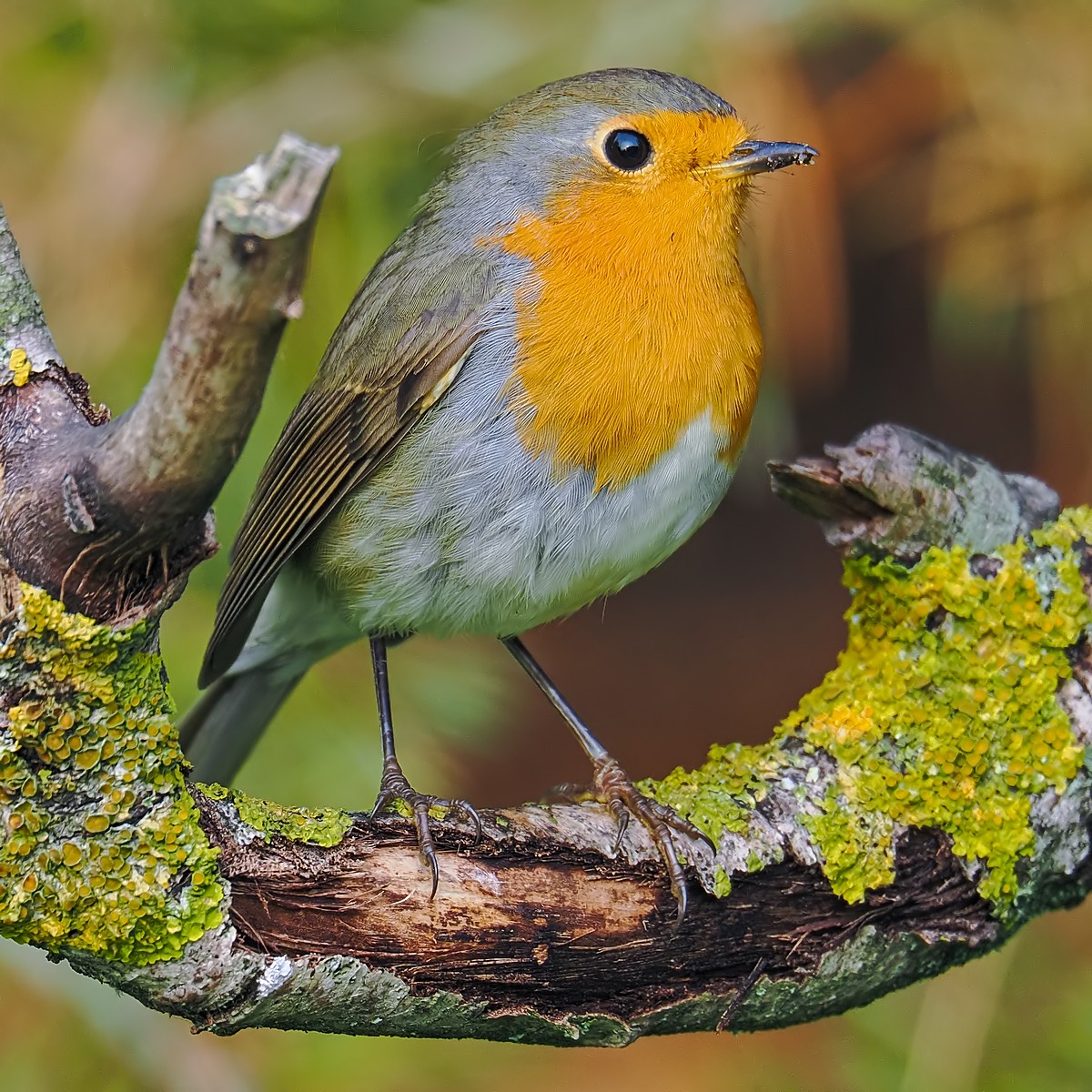 Nazwa:  rudzik339243jf.jpg
Wyświetleń: 64
Rozmiar:  413,8 KB