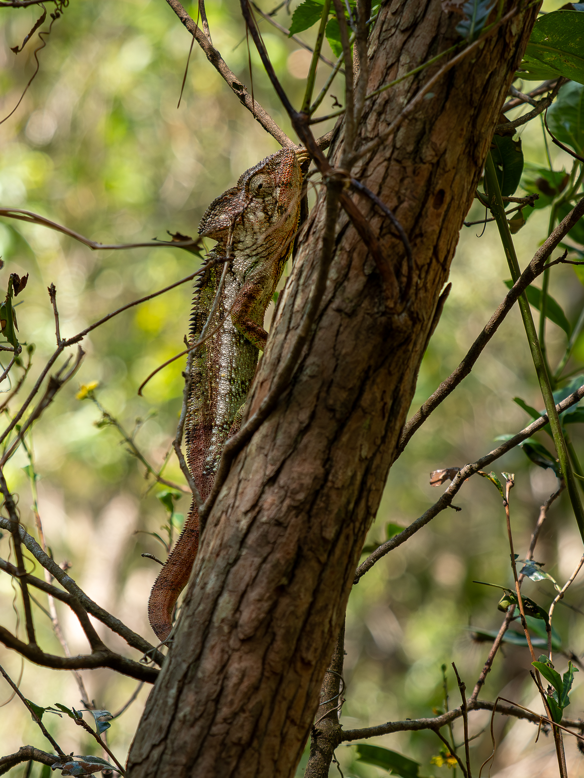 Nazwa:  PB111366.jpg
Wyświetleń: 41
Rozmiar:  3,44 MB