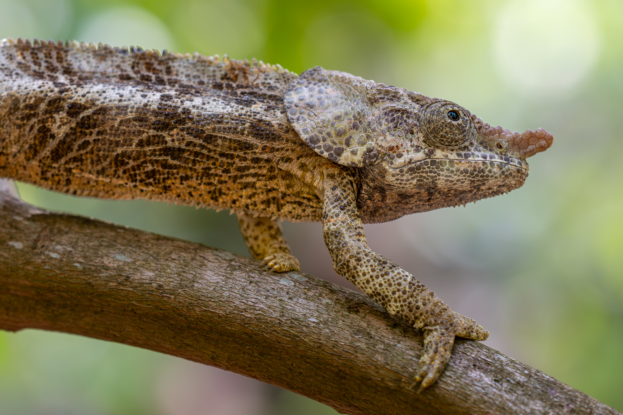 Nazwa:  PB111315.jpg
Wyświetleń: 38
Rozmiar:  3,09 MB