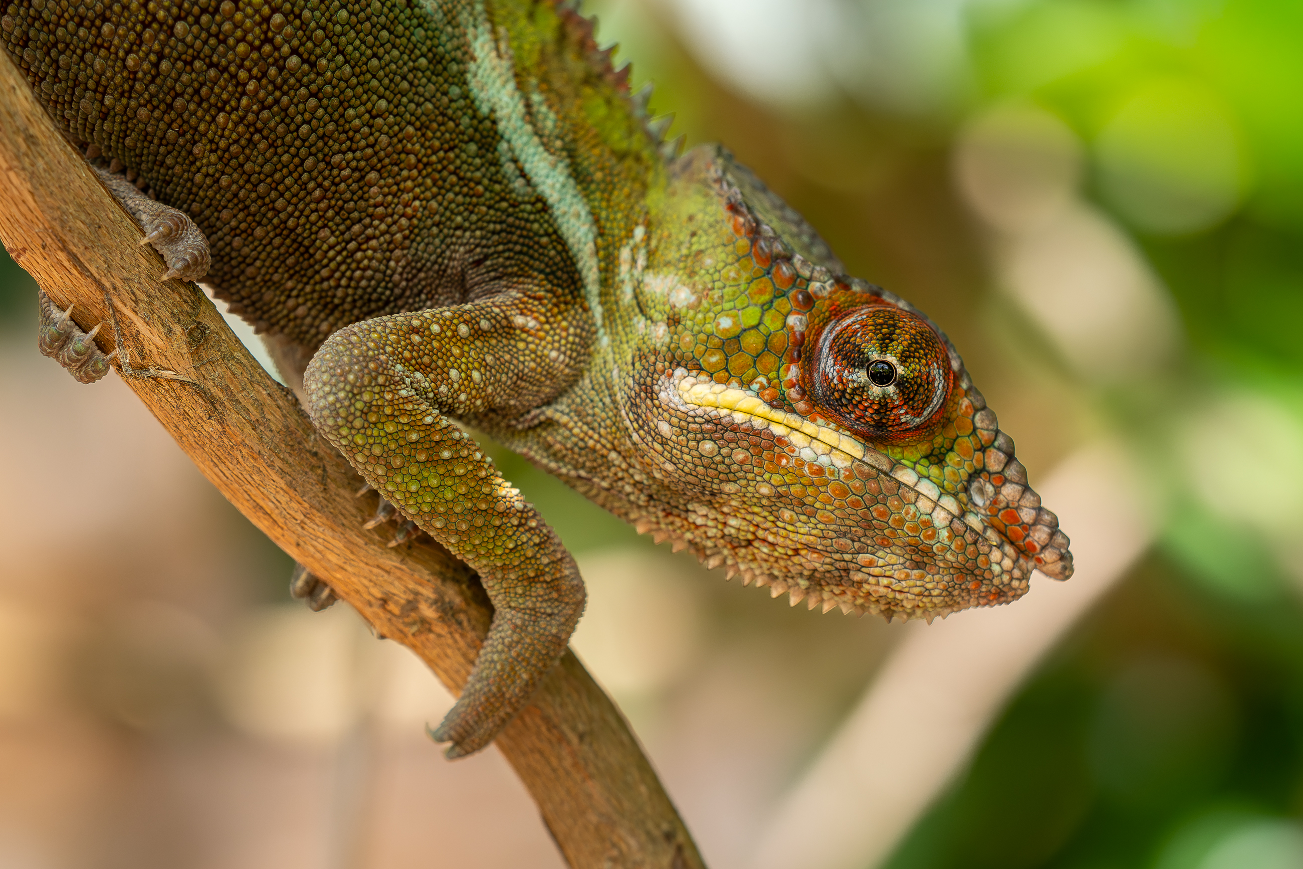 Nazwa:  PB111302-2.jpg
Wyświetleń: 39
Rozmiar:  3,03 MB