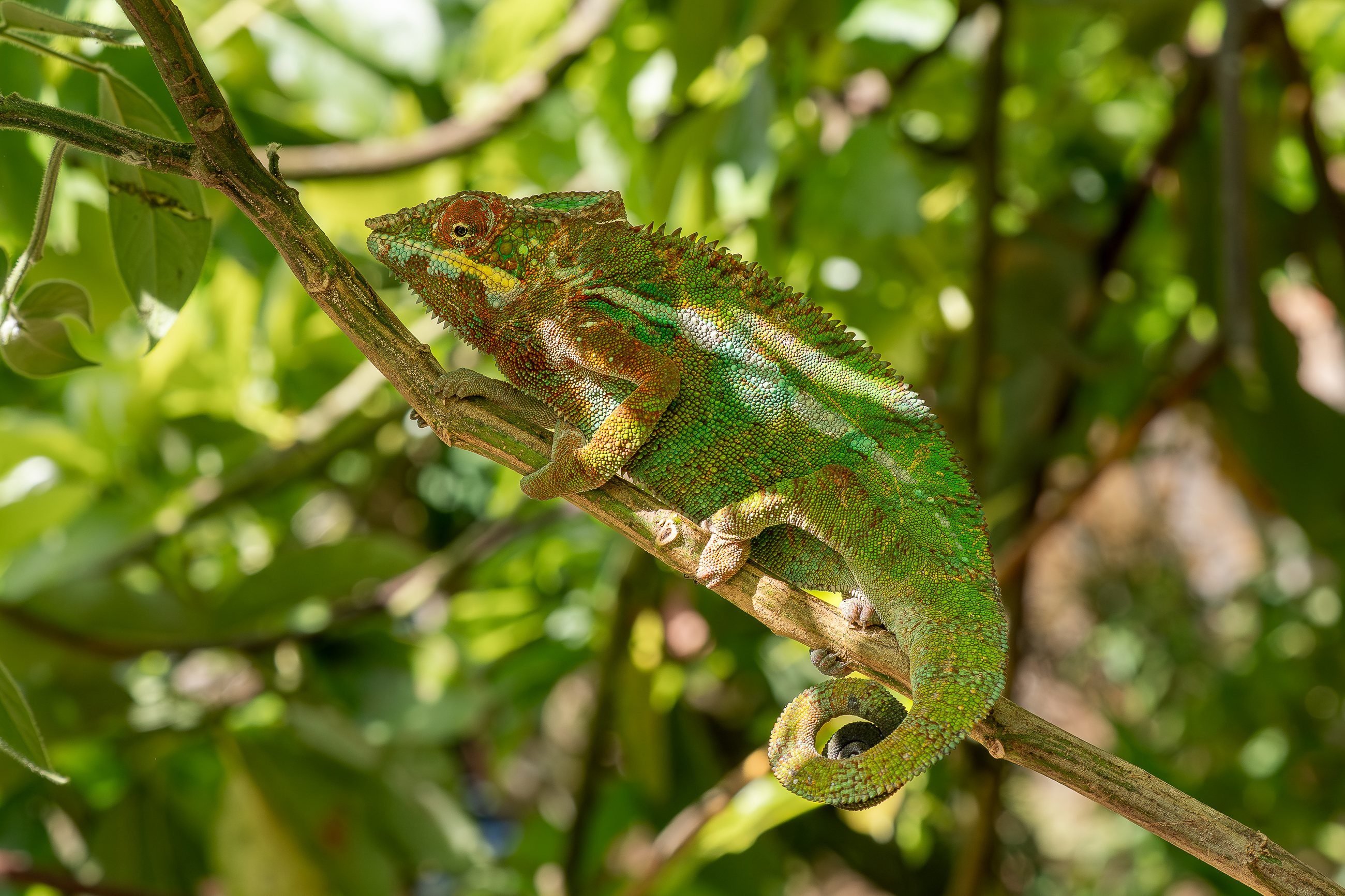 Nazwa:  PB111295.jpg
Wyświetleń: 38
Rozmiar:  3,40 MB