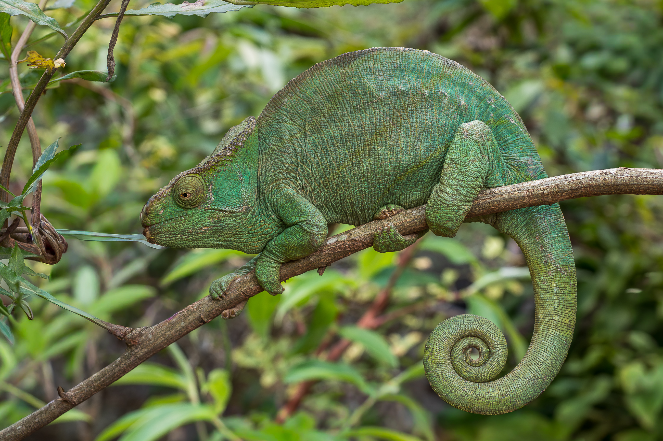 Nazwa:  PB090882.jpg
Wyświetleń: 40
Rozmiar:  3,56 MB