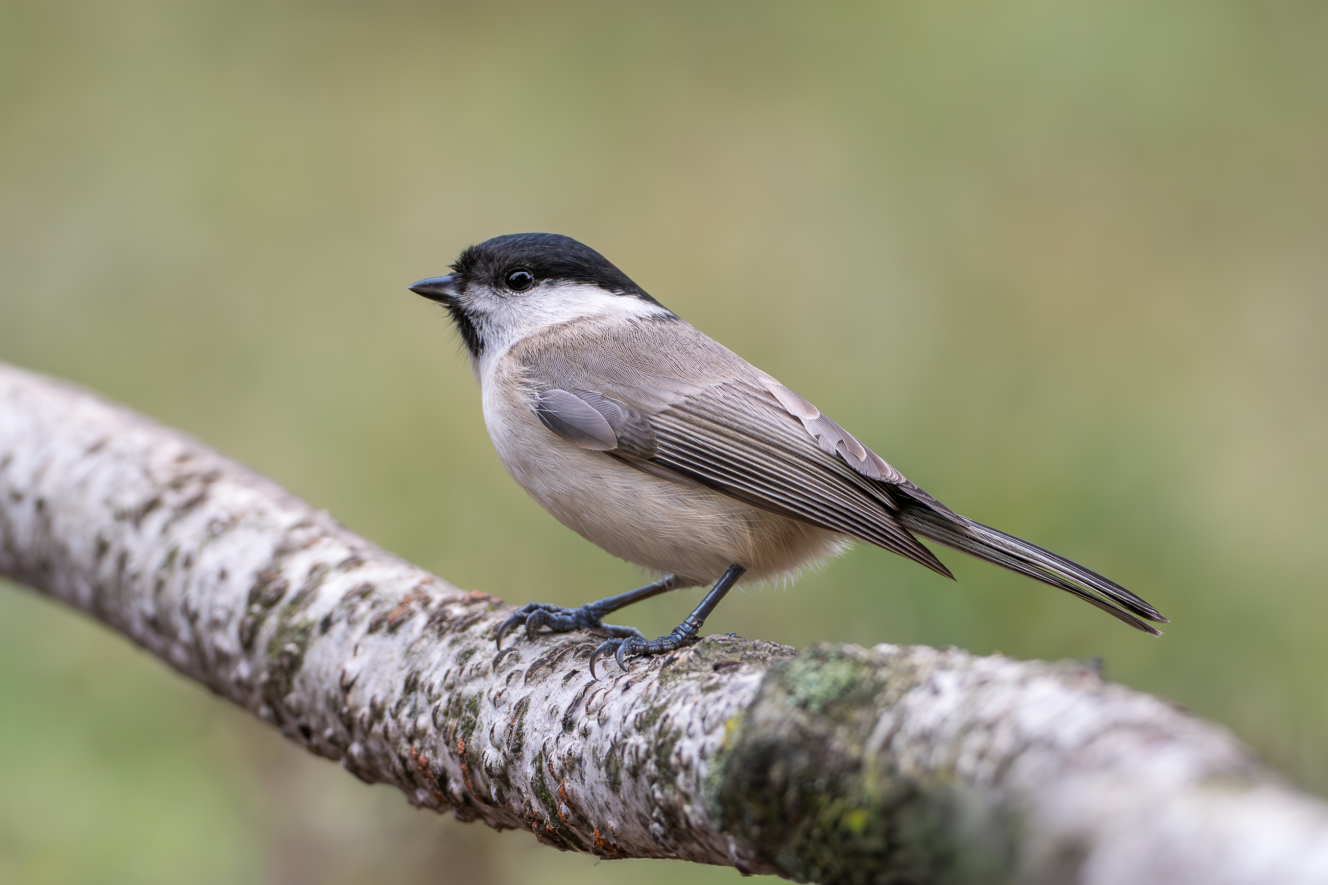 Nazwa:  PC230037-2.jpg
Wyświetleń: 56
Rozmiar:  2,05 MB