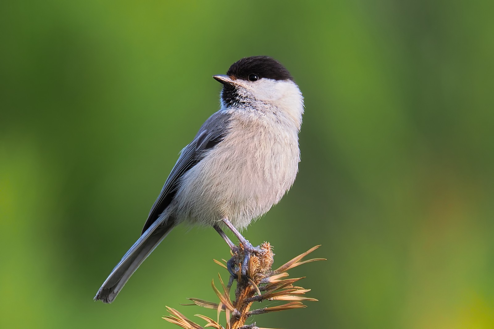 Nazwa:  czarnogłówka189982jf.jpg
Wyświetleń: 43
Rozmiar:  177,1 KB