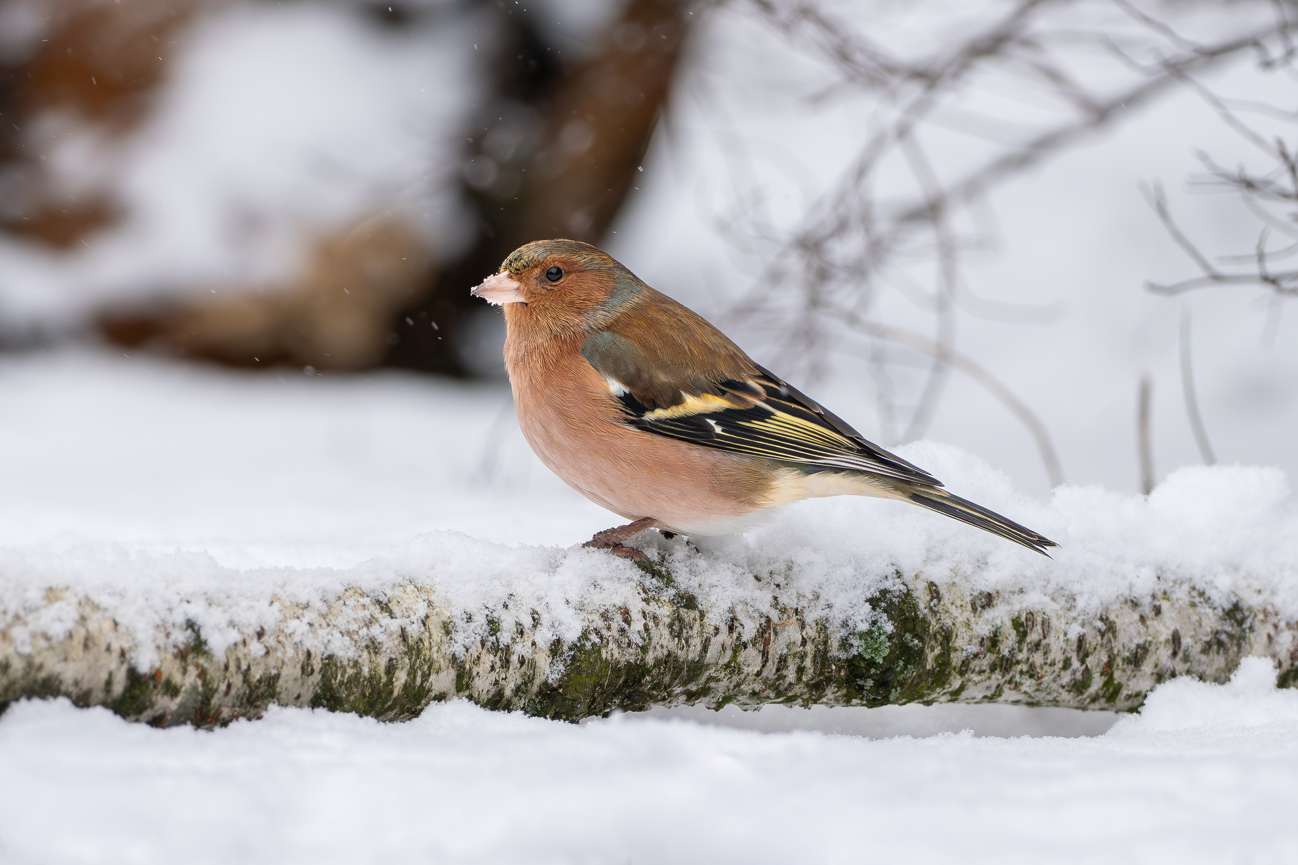 Nazwa:  PC310023.jpg
Wyświetleń: 29
Rozmiar:  2,14 MB