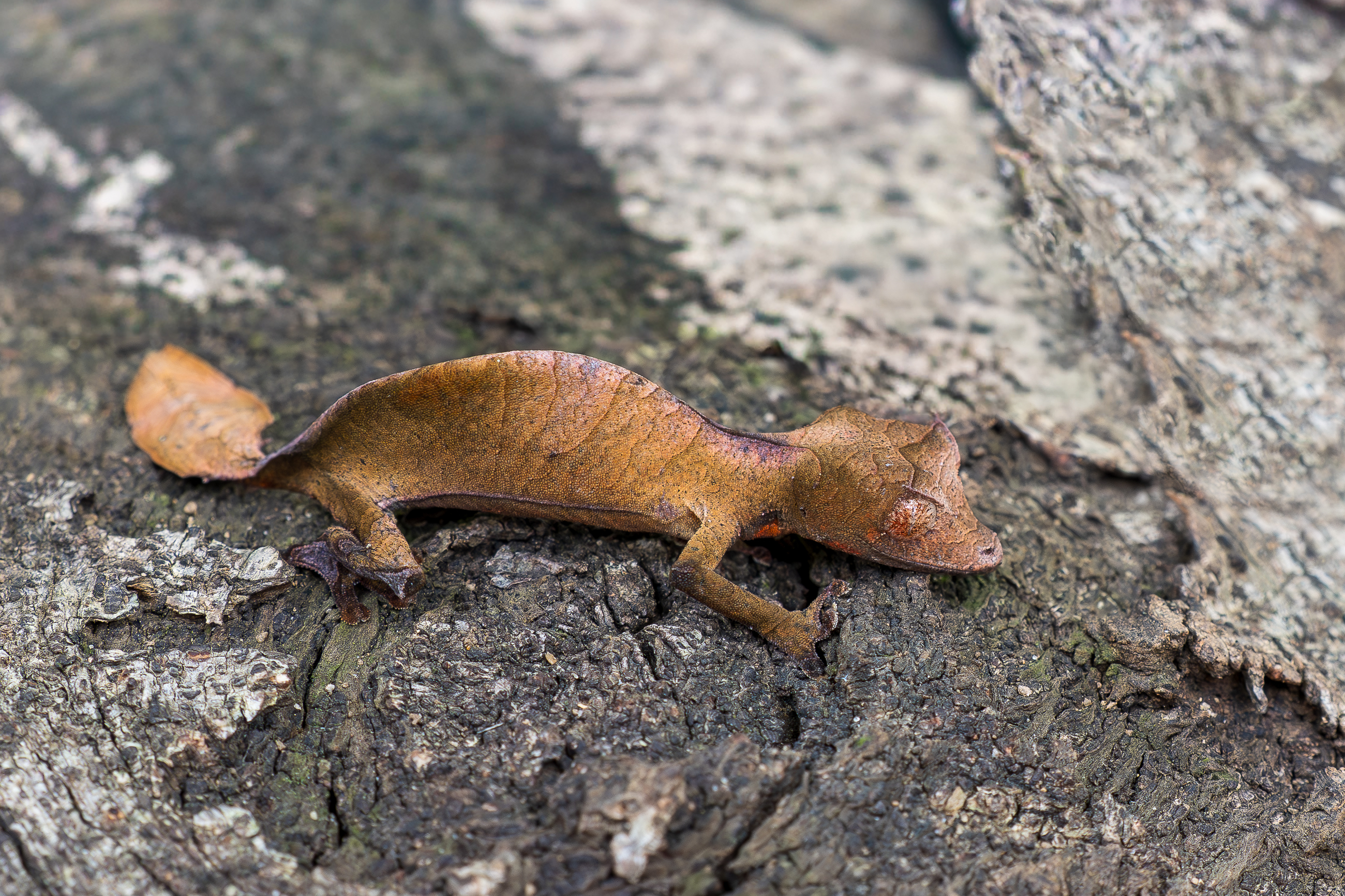 Nazwa:  PB111403.jpg
Wyświetleń: 12
Rozmiar:  3,68 MB