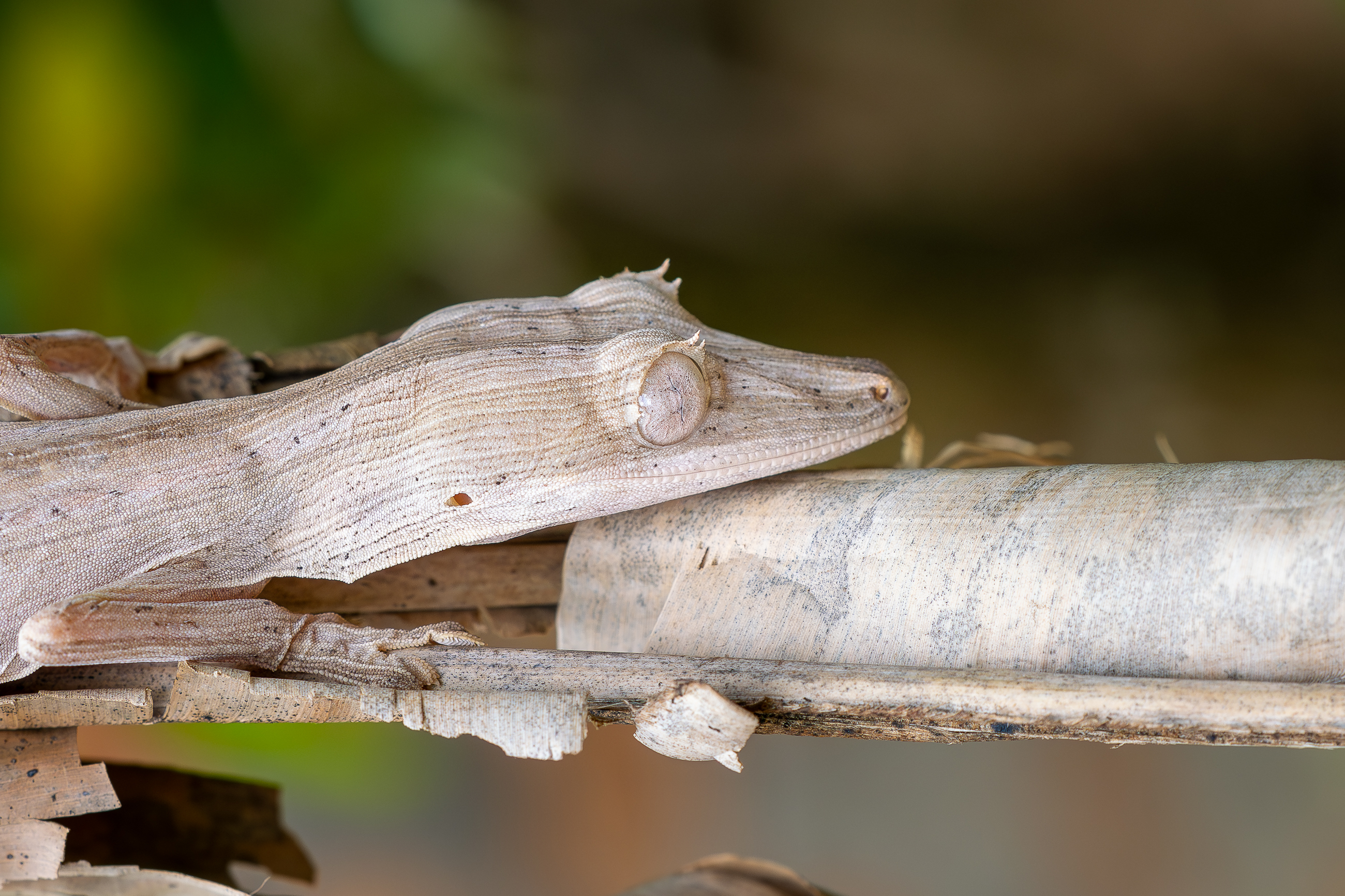 Nazwa:  PB111398.jpg
Wyświetleń: 11
Rozmiar:  2,97 MB