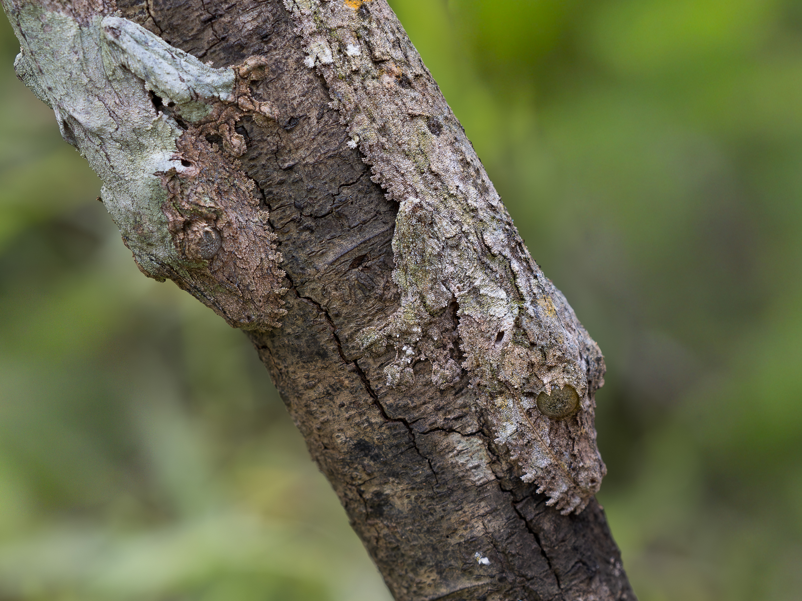 Nazwa:  PB111393.jpg
Wyświetleń: 11
Rozmiar:  3,75 MB