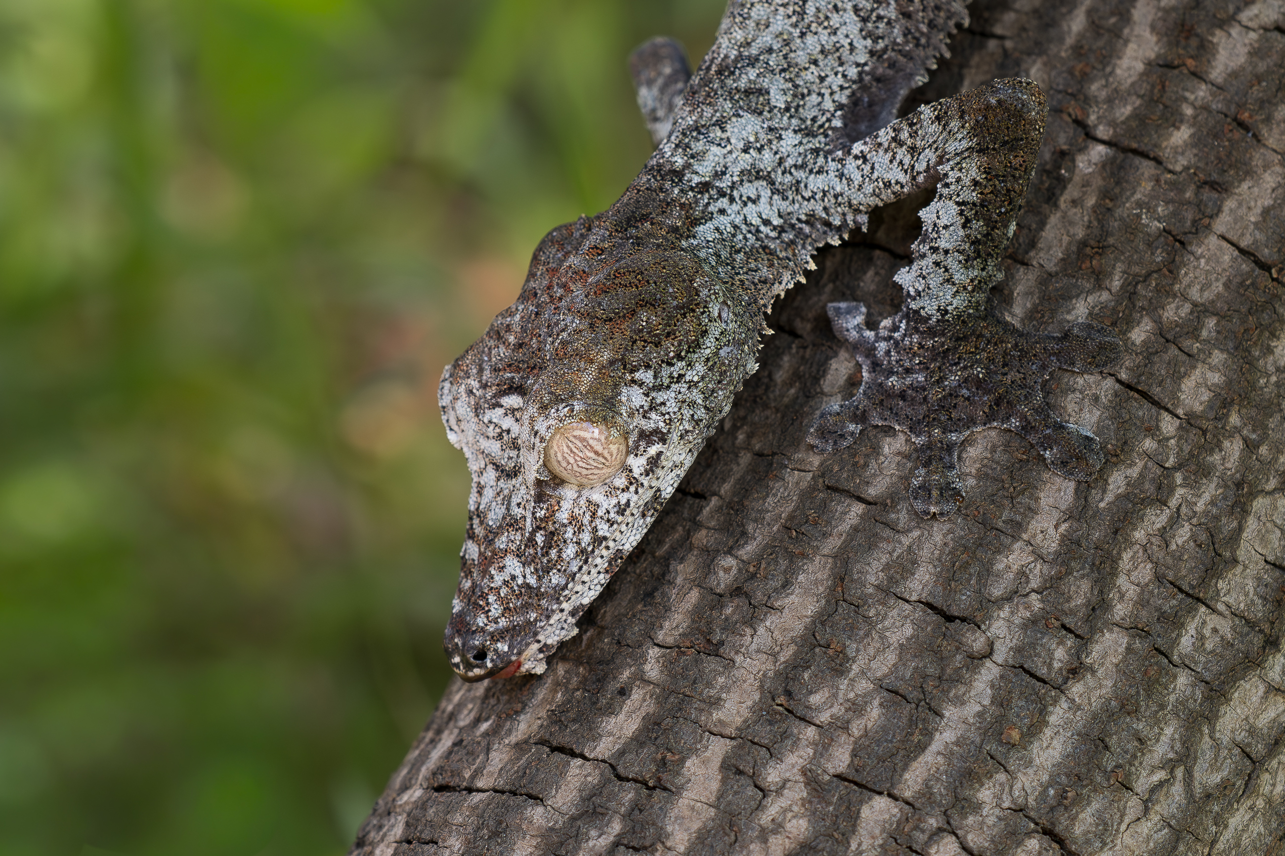 Nazwa:  PB111386.jpg
Wyświetleń: 11
Rozmiar:  3,70 MB