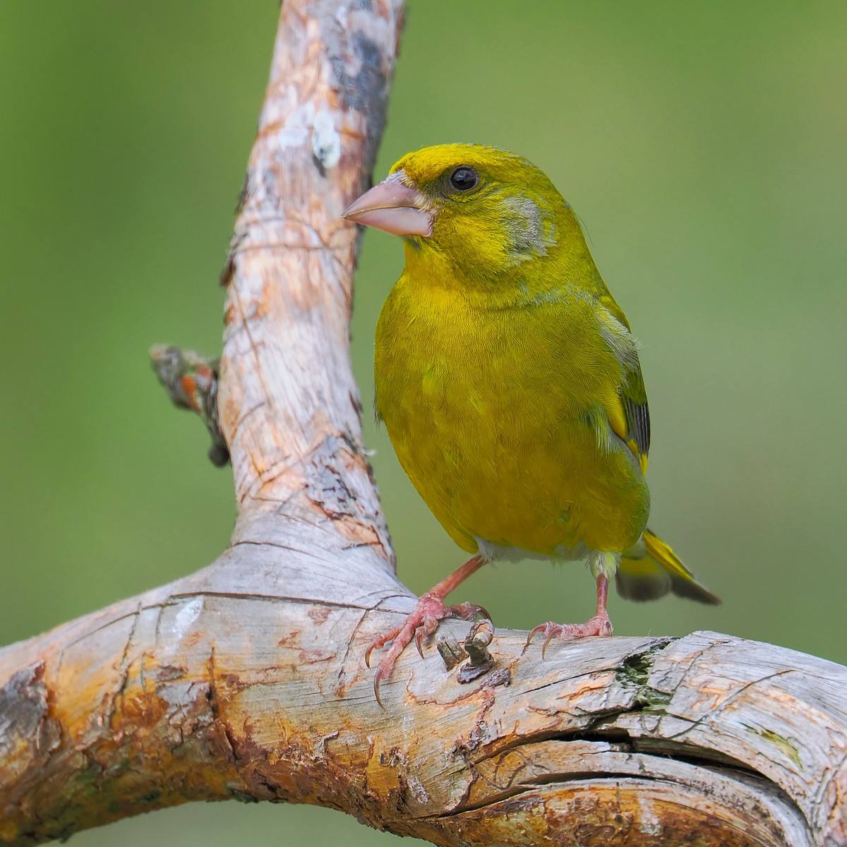 Nazwa:  dzwoniec283784jf.jpg
Wyświetleń: 45
Rozmiar:  283,5 KB