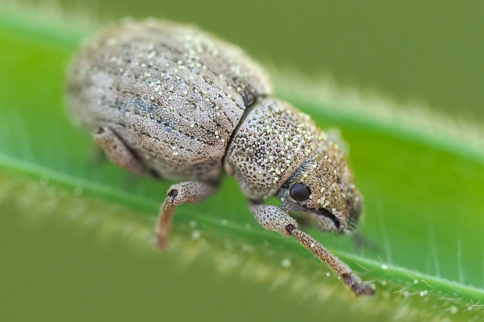 Nazwa:  zmiennik rudonogi045220mf.jpg
Wyświetleń: 49
Rozmiar:  199,5 KB