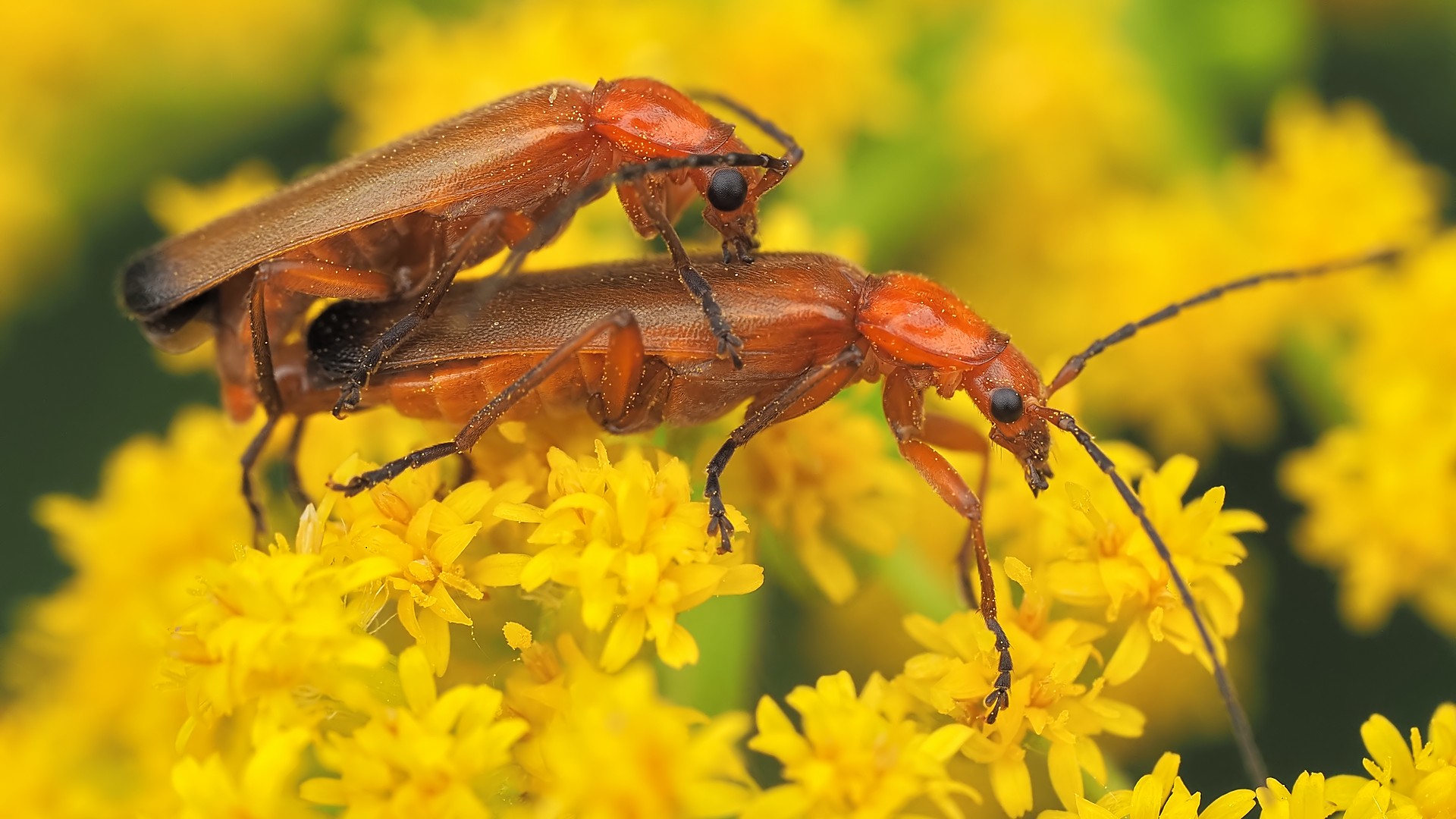 Nazwa:  zmięki096055mf.jpg
Wyświetleń: 37
Rozmiar:  308,7 KB