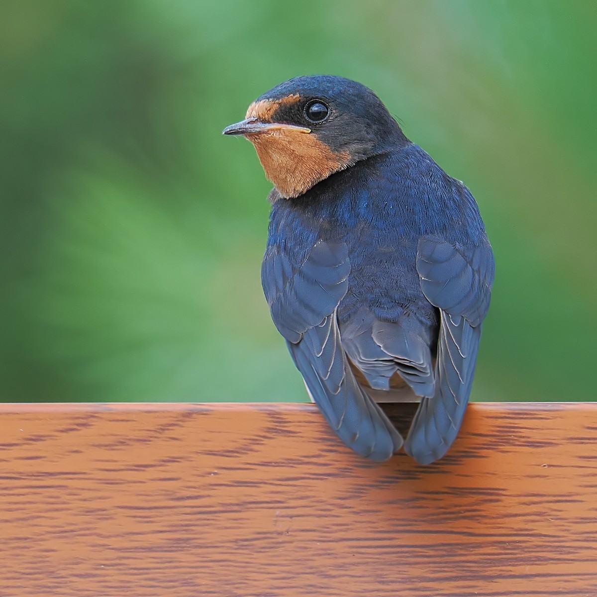 Nazwa:  dymówka006820jf.jpg
Wyświetleń: 37
Rozmiar:  234,0 KB