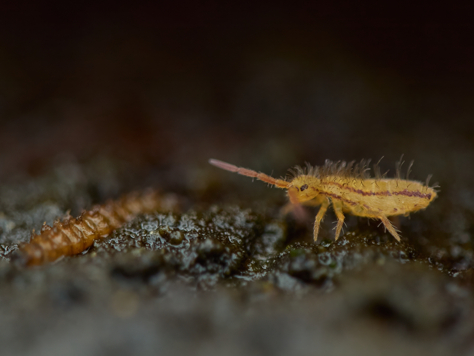 Nazwa:  Entomobryninae'.jpeg
Wyświetleń: 25
Rozmiar:  802,5 KB