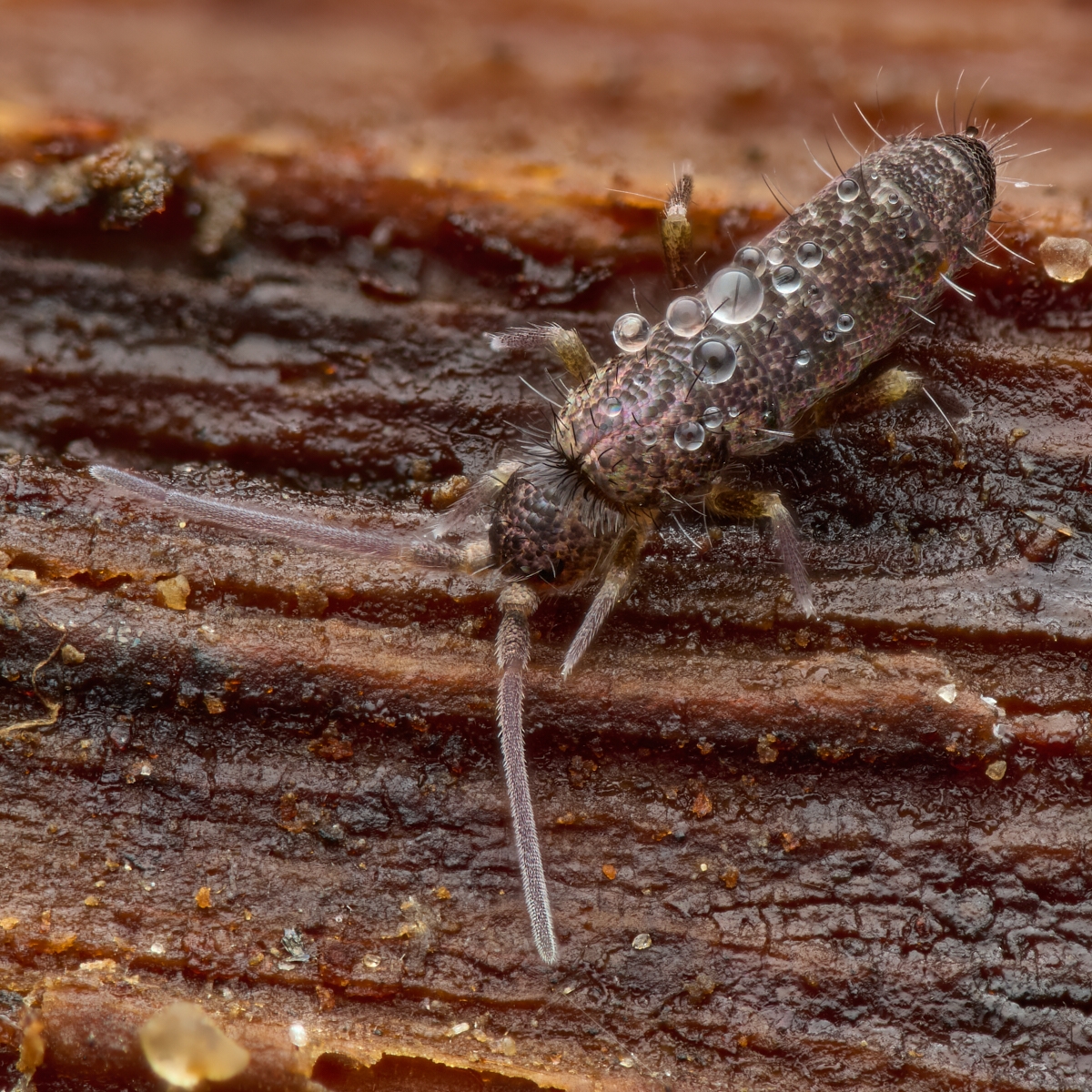 Nazwa:  Tomocerinae 3'.jpeg
Wyświetleń: 25
Rozmiar:  1,28 MB