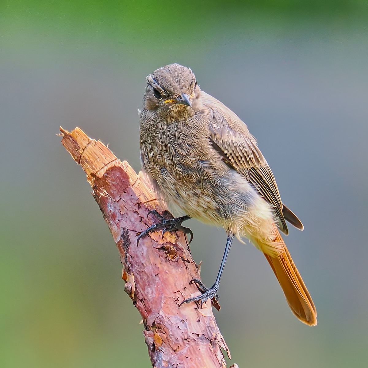 Nazwa:  kopciuszek031405jf.jpg
Wyświetleń: 24
Rozmiar:  234,6 KB