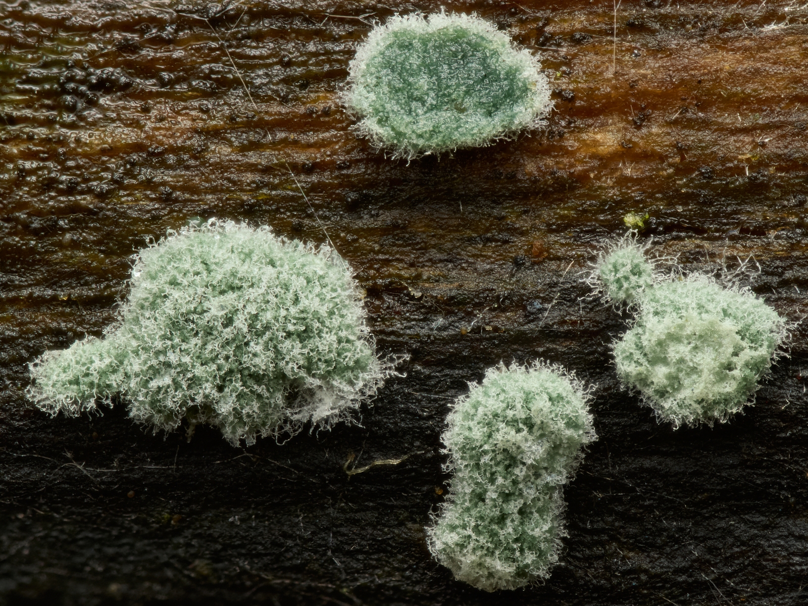 Nazwa:  Ascomycota'.jpeg
Wyświetleń: 52
Rozmiar:  1,92 MB