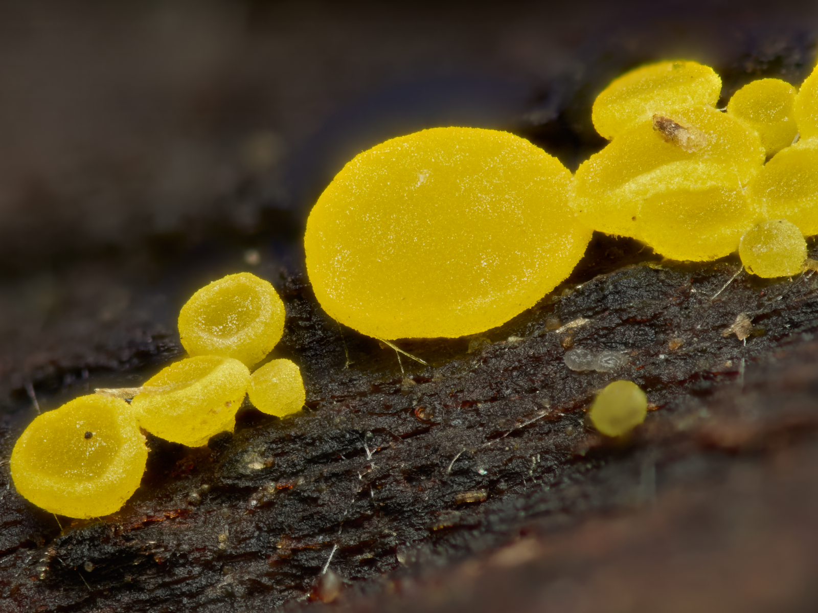 Nazwa:  Leotiomycetes.jpg
Wyświetleń: 52
Rozmiar:  1,61 MB